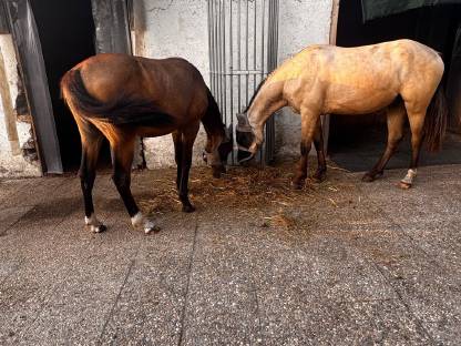 Bild 6:Deutsches Reitpony von Gold Garant