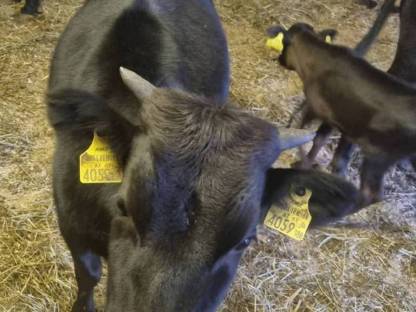 Bild 5:Dahomey Rinder