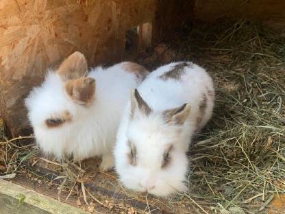 Löwenkopfkaninchen