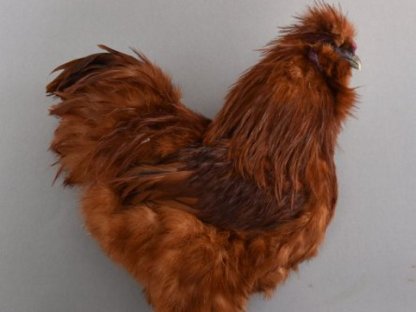 Bild 4:Ayam Cemani und Brahma Zwergseidenhuhn Hahn zuchttaugliche