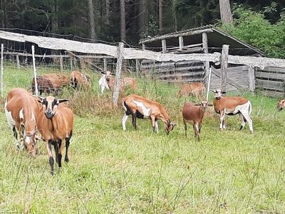 Bild 5:Kamerunschafe ca. 5 Monate alt