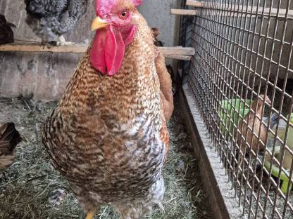 Bild 5:Bielefelder Kennhuhn