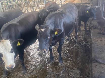 Bild 4:Verkaufe Wagyu-Kreuzungsochsen