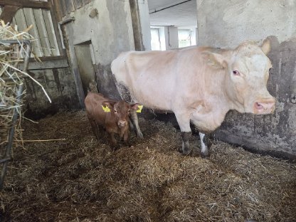 Verkaufe Kuh mit Kuhkalb