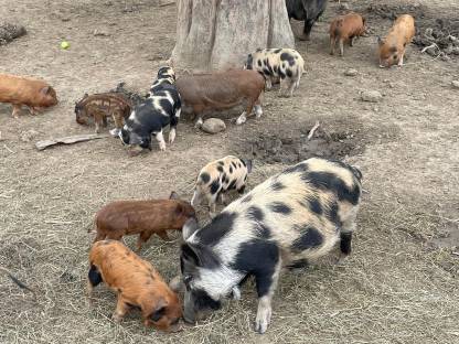 Bio Mini Kune Kune Ferkel