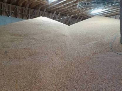 Bild 3:Mais trocknen und kostenlos einlagern