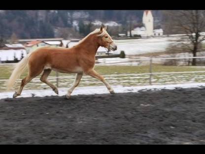 Bild 2:Haflinger
