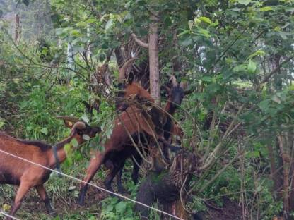 Bild 2:Pinzgauer Ziegen