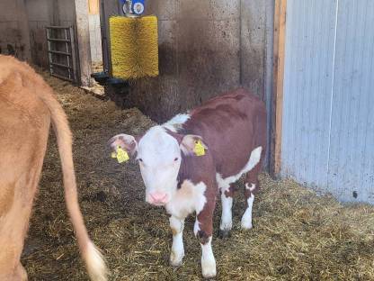 Hereford Zuchtkälber