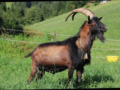 Bild 4:Pinzgauer Ziegenbock