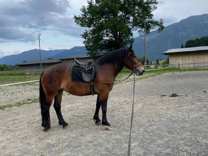 Bild 2:Noriker Stute Vreni