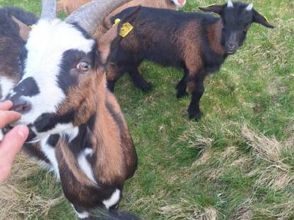 Bild 2:Ziegen: Buren und Aosta Mischling