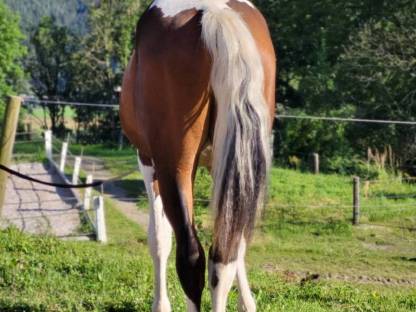 Bild 7:Pintowallach  Whisky the Champion