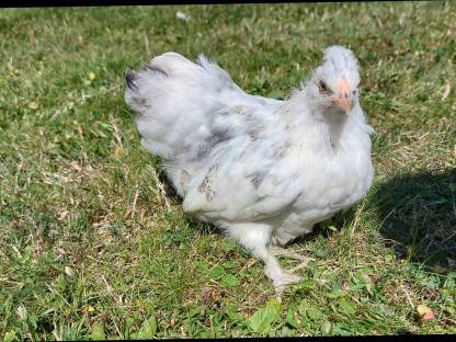 Bild 2:Zwergcochin Mix Hennen