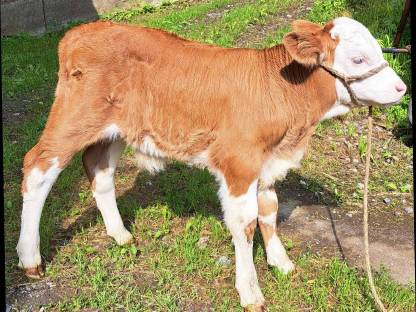 Fleckviehstierkalb