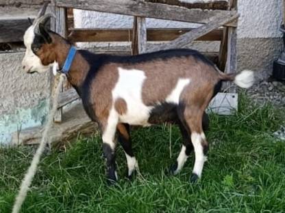 Bild 2:Tauernschecken-Böcke für Hobby