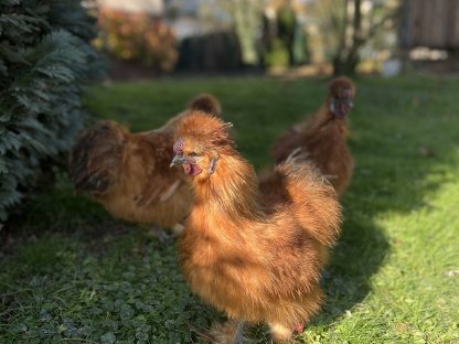 Bild 2:Seidenhühner