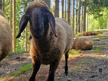 Verkaufe 2 weibliche braune Bergschaflämmer