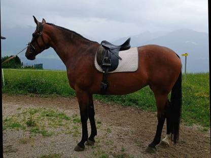 Warmblutstute