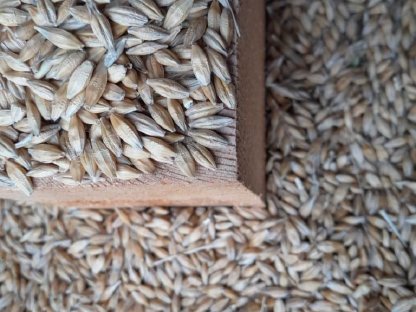 Bild 3:Bio-Getreide 2025