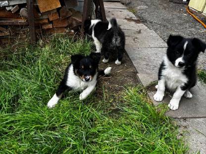 Bild 4:Schöne reinrassige Bordercollie Welpen