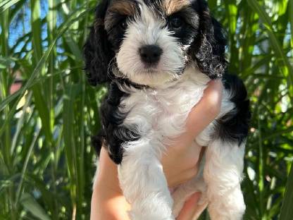 Bild 8:Bollipoo-Welpen und Toypudel mit Ahnentafel