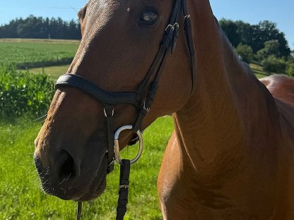 Bild 5:Tschechisches Warmblut, Stute, 13 Jahre, 150 cm, Brauner