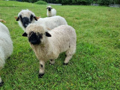 Walliser Schwarznasen Widder HB