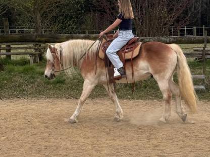 Haflinger Wallach - 10-jährig - Reitpädagogik