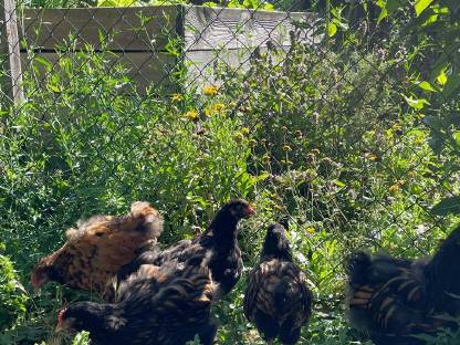 Bild 8:Hühner und Hähne reinrassig, teilweise farbrein