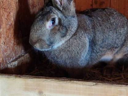 Bild 4:Grauer Riesenrammler