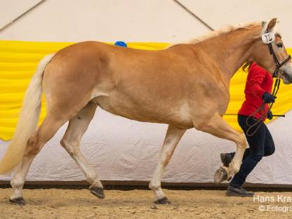 Bild 9:RESERVIERT! Tiroler Haflinger-Stute der Extraklasse (tragend)