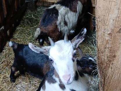 Bild 3:Tauernscheckenkitz