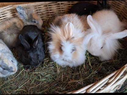 Bild 4:Kleine süße Löwenkopf Zwergkaninchen