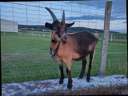 Bild 2:Einjährige Passeirer Goaß