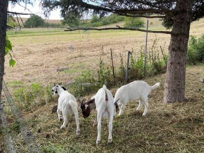 Bild 2:Ziegenbock / Buren