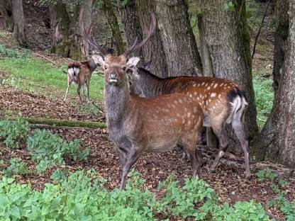 Bild 3:Sikawild Nippon Sikahirsch