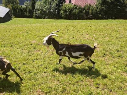 Bild 3:Ziegenbock