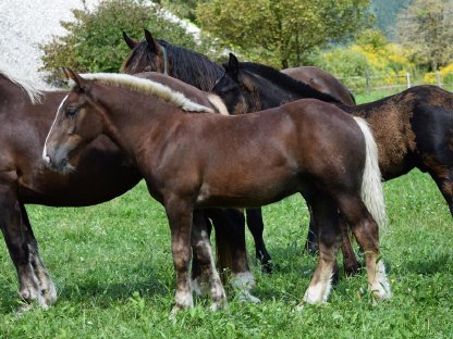 Bild 4:Eisenerz Vulkan Noriker Dunkelfuchshengstfohlen zu verkaufen