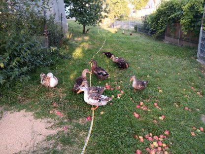 Rouen Clair Enten