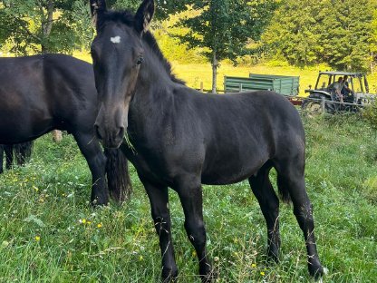 Bild 2:Norikerhengstfohlen