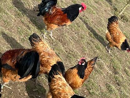 Bild 3:Vorwerk Bruteier