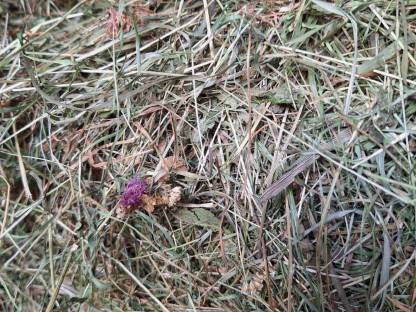 Bild 2:Kleine Heuballen