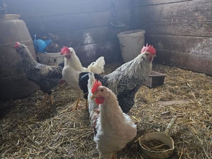 Bild 2:3 Hähne zu verkaufen