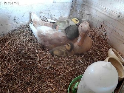 Bild 4:3 Peking-Orpington Enten Mix abzugeben