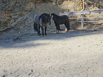 Bild 2:Irish Cob Wallach