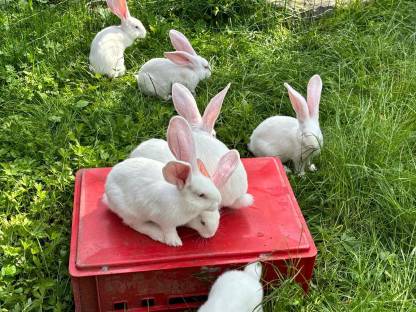 Riesen Weiß Rotauge, Hasen, Kaninchen