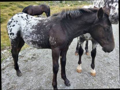 Bild 5:Hengstfohlen Lotus