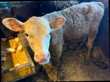 Verkaufe Charolais Kalb