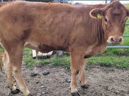 Limousin Kalbin